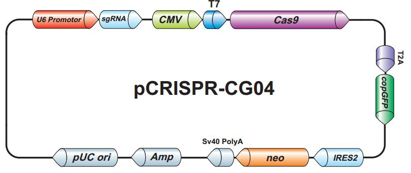CRISPR / Cas9 method: The cutting edge technique